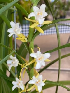 Orquídeas