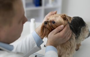 Especialista alerta sobre 7 doenças que podem causar cegueira em cães e gatos