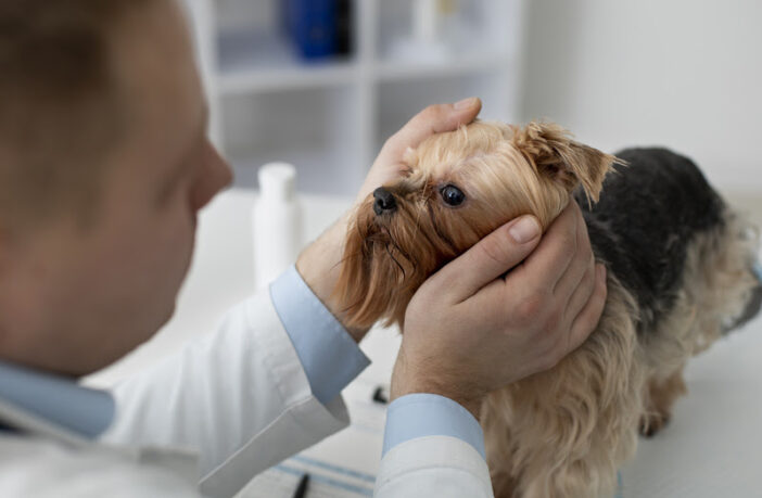 Especialista alerta sobre 7 doenças que podem causar cegueira em cães e gatos