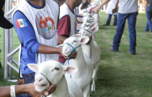 Maior evento de ovinos do país chega ao Centro-Oeste pela primeira vez em outubro