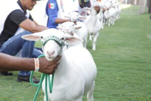 Maior evento de ovinos do país chega ao Centro-Oeste pela primeira vez em outubro