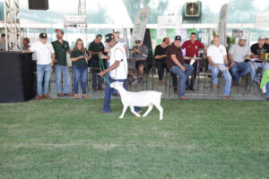 Maior evento de ovinos do país chega ao Centro-Oeste pela primeira vez em outubro