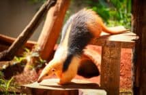 Zoológico de Brasília