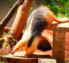 Zoológico de Brasília recebe “Experiência Animal”, exposição imersiva e sensorial inédita