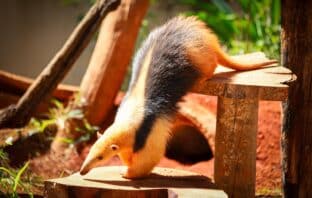 Zoológico de Brasília