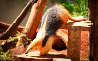 Zoológico de Brasília